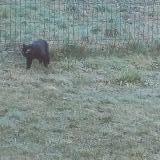 Picture of cat found at Saint Sixt