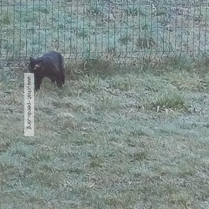 Photo 1/5 Found cat Found in Saint sixt