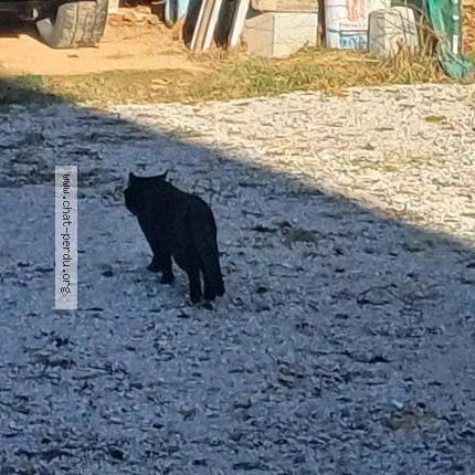 Photo 4/5 Found cat Found in Saint sixt