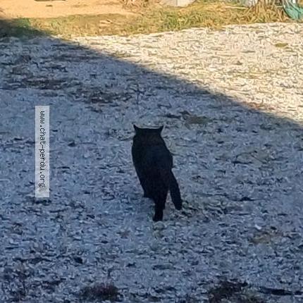 Photo 5/5 Found cat Found in Saint sixt