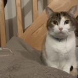 Picture of cat lost at Saint Martin Sur Oust