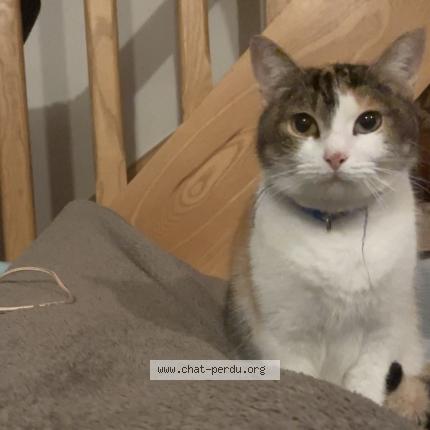 Photo 1/1 Obé Chat lost in Saint martin sur oust