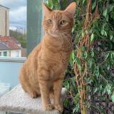 Picture of cat lost at Gaillard