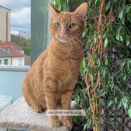 Photo 1/1 Toupou Chat lost in Gaillard