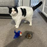 Picture of cat lost at Canet En Roussillon