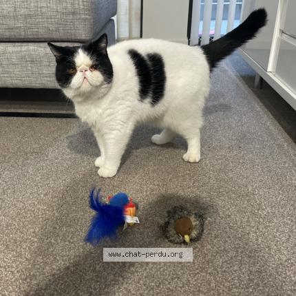 Photo 1/1 Pablo Chat lost in Canet en roussillon