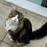 Picture of cat lost at Blois