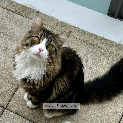 Photo 1/1 Charlie Chat lost in Blois