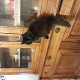 Picture of cat found at Canet