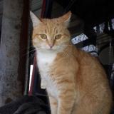 Picture of cat lost at Prignac Et Marcamps