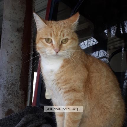 Photo 1/1 Ambre Chat lost in Prignac et marcamps