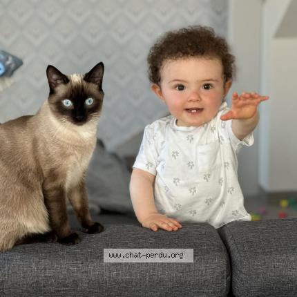 Photo 1/1 Paindépice Chat lost in Pusey