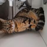 Picture of cat lost at Avignon