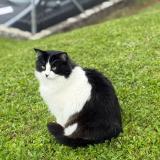 Picture of cat lost at Oron La Ville