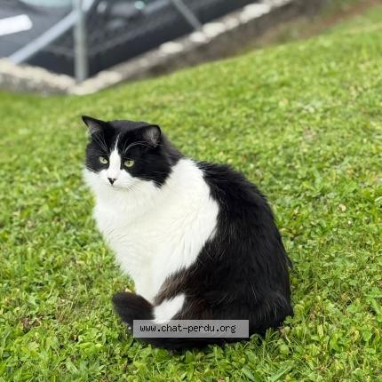 Photo 1/1 Maki Chat lost in Oron la ville