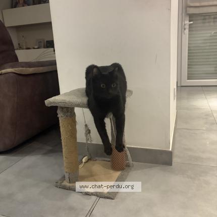 Photo 1/1 Alma Chat lost in Salon de provence