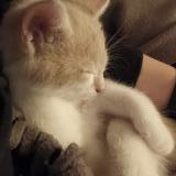 Picture of cat lost at Wavre