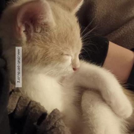 Photo 1/1 Mallow Chat lost in Wavre