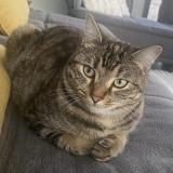 Picture of cat lost at Saint Marc Jaumegarde