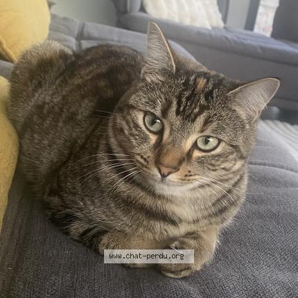 Photo 1/1 Tokyo Chat lost in Saint marc jaumegarde