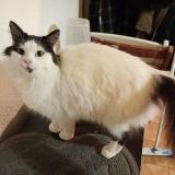 Picture of cat found at Iteuil