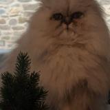 Picture of cat lost at Saint Malo