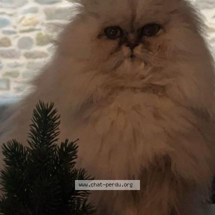 Photo 1/1 Leafy Chat lost in Saint malo