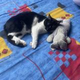 Picture of cat lost at Chailles