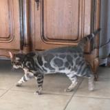 Picture of cat found at Palau Del Vidre