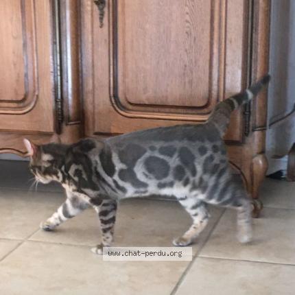 Photo 1/1 Found cat Found in Palau del vidre