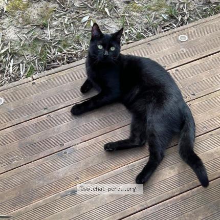 Photo 1/1 Gotham Chat lost in Cormeilles en parisis