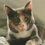 Picture of cat lost at San Diego