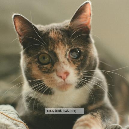 Photo 1/1 Juni Chat lost in San diego