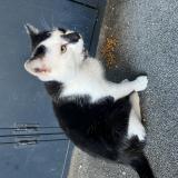 Picture of cat lost at Macon