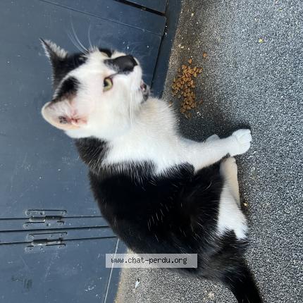 Photo 1/1 Félix Chat lost in Macon