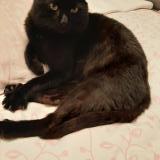 Picture of cat found at Vitry Sur Seine