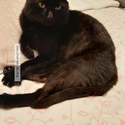 Photo 1/1 Found cat Found in Vitry sur seine