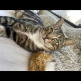 Picture of cat lost at Le Mesnil Theribus