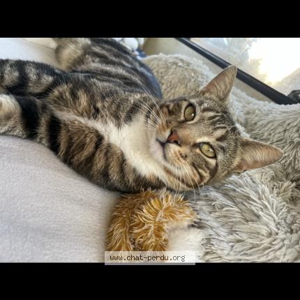 Photo 1/1 Locky Chat lost in Le mesnil theribus