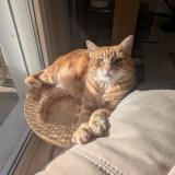 Picture of cat lost at Pinsaguel