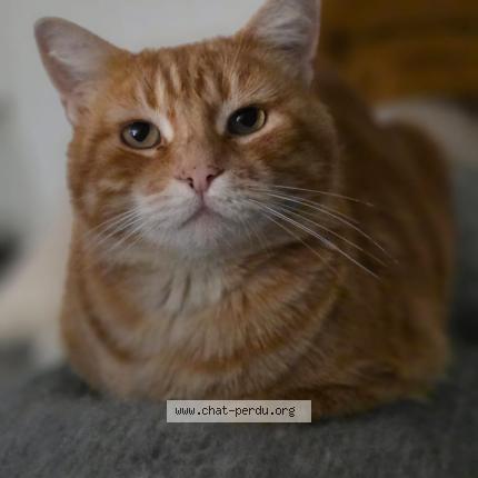 Photo 2/3 Phox Chat lost in Pinsaguel