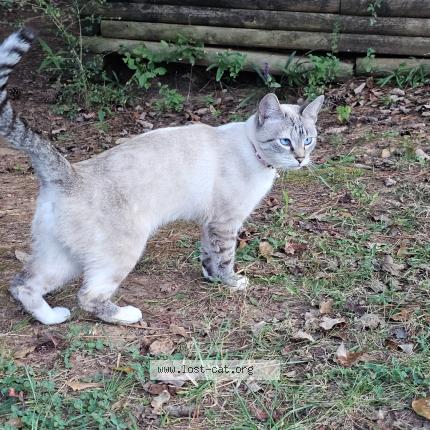 Picture of cat lost at Woodstock
