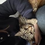 Picture of cat lost at Quend Plage