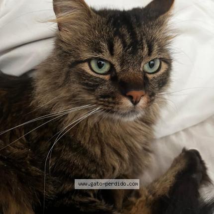 Photo 1/1 Found cat Found in Bogota