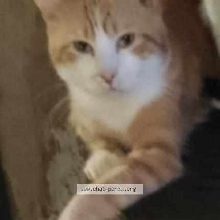 Photo 1/1 sans nom Chat lost in Communay