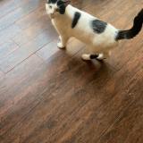 Picture of cat lost at Terrebonne