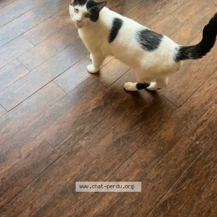 Photo 1/1 Milo Chat lost in Terrebonne