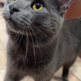 Picture of cat lost at Laval