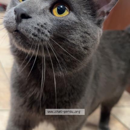 Photo 1/1 Aero Chat lost in Laval