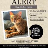 Picture of cat lost at Irricana